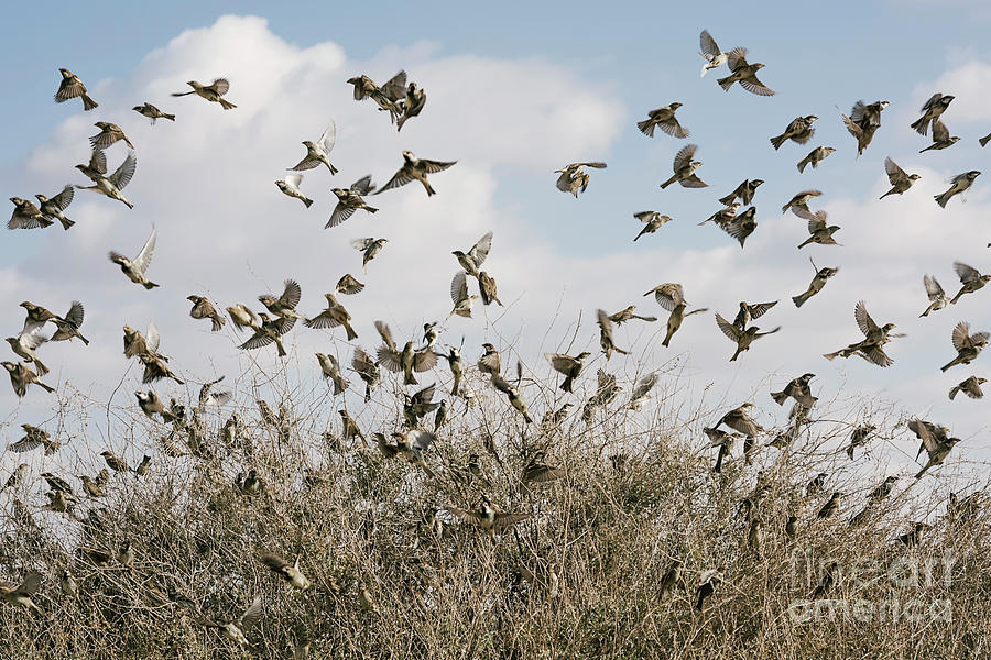 Birds, flying birds, plant, shrub Photograph by Benny Woodoo