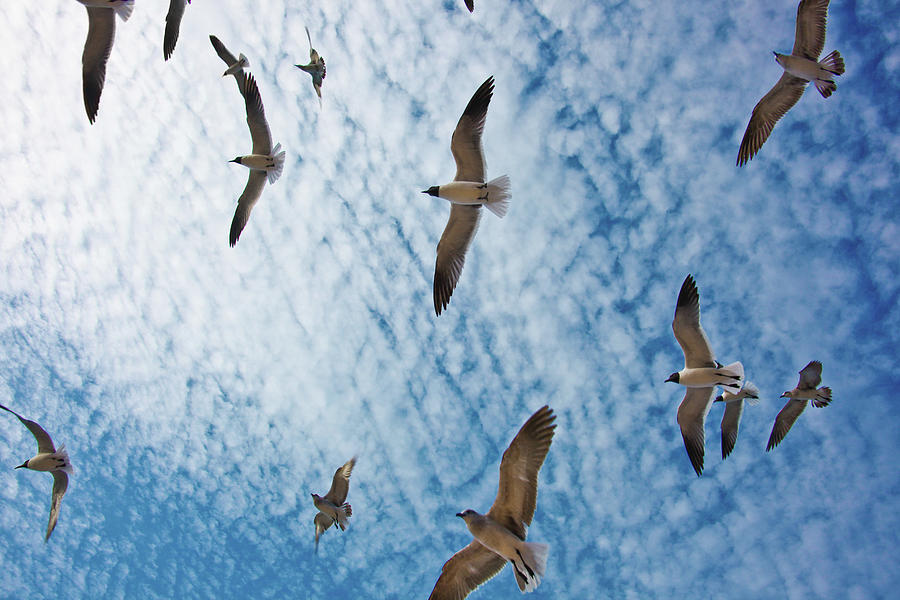 Birds Flying In Blue Sky Digital Art by Yashoda | Fine Art America