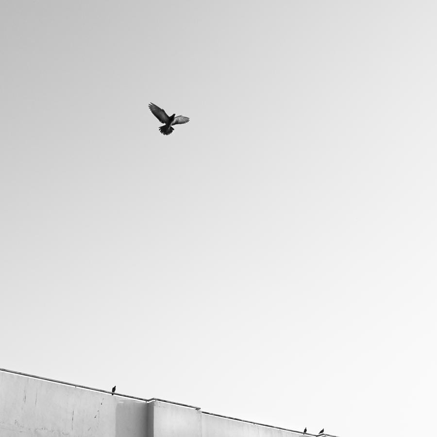 Black And White Photograph - Birds Flying In The Sky by Tontygammy + Images