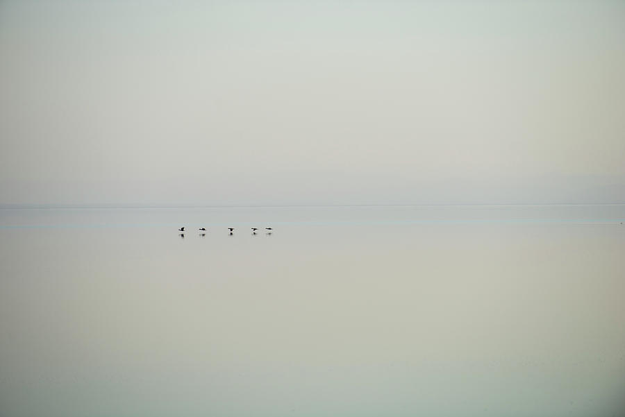 Bird Photograph - Birds Flying Over Salton Sea Against Clear Sky by Cavan Images