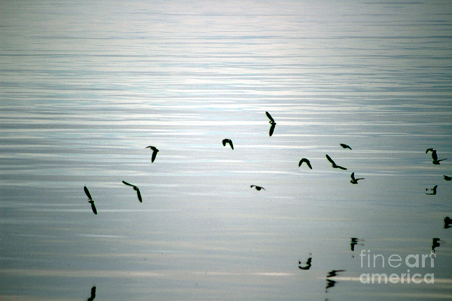 Birds Flying over Salton Sea Photograph by Colleen Cornelius