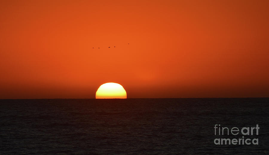 Birds Flying Over The Sunset Photograph by Aicy Karbstein