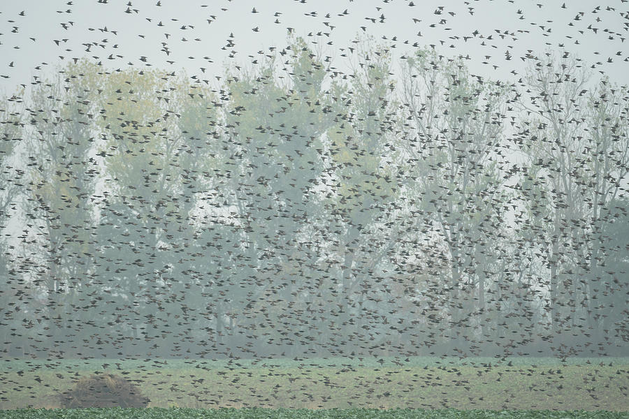 Birds Flying, Starlings Flying Over A Field, Flight Study, Bird Migration, Flock Of Birds, Autumn Day, Fehrbellin, Linum, Brandenburg, Germany Photograph by Martin Siering Photography