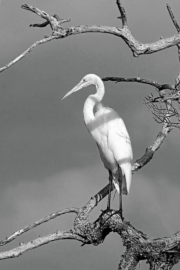 Birds - Great Egret - Black and White Photograph by HH Photography of Florida