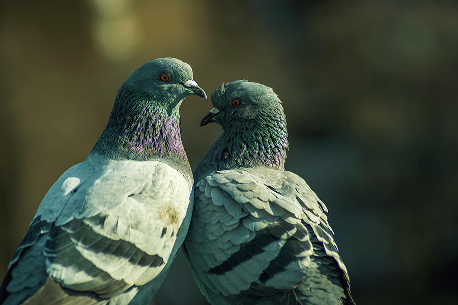 Birds in Amsterdam Vondelpark urban park wildlife Photograph by Catalin ...