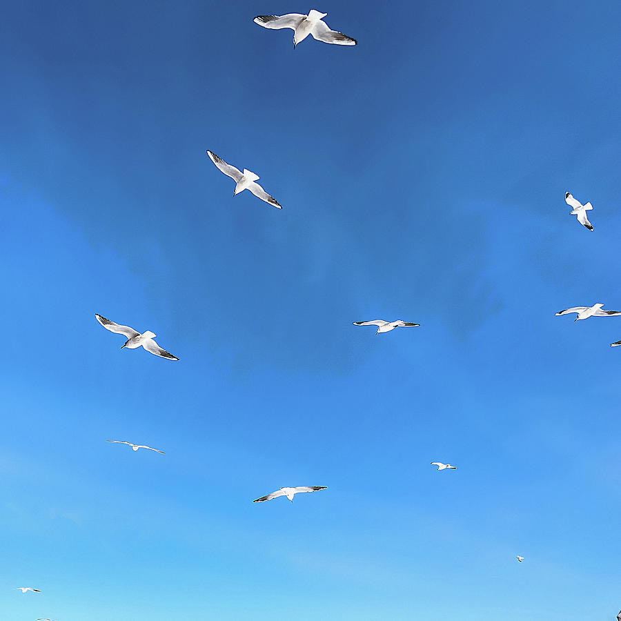 Birds In Blue Sky Digital Art by Rehulian Yevhen - Fine Art America