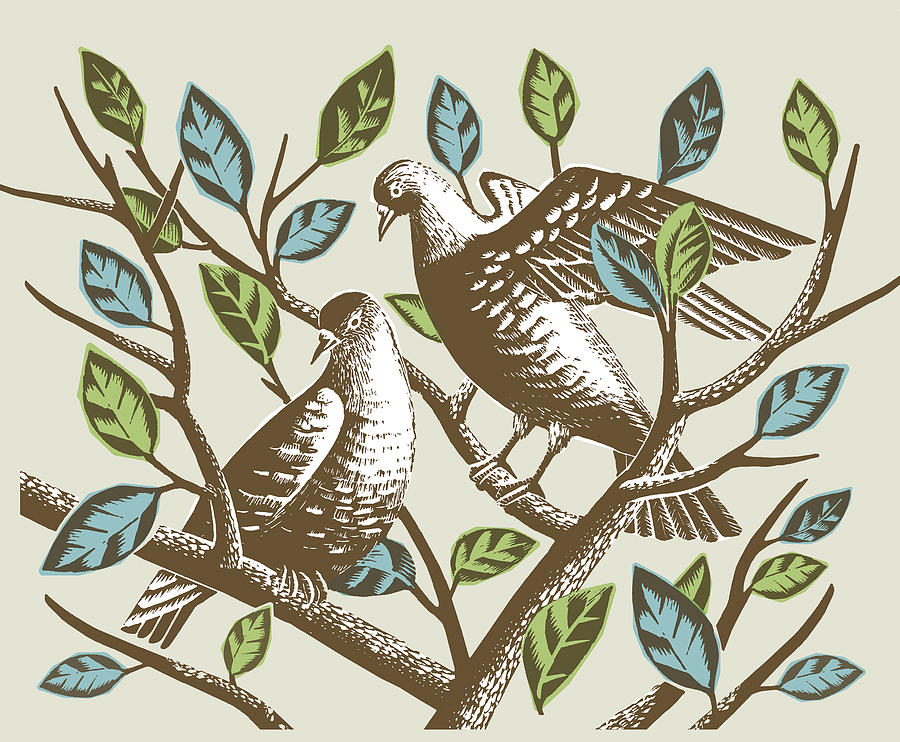 Dove Drawing - Birds in Branches by CSA Images
