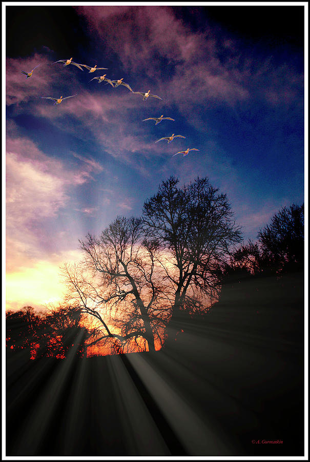 Birds in Flight and Tree Silhouettes at Dusk Photograph by A Macarthur Gurmankin