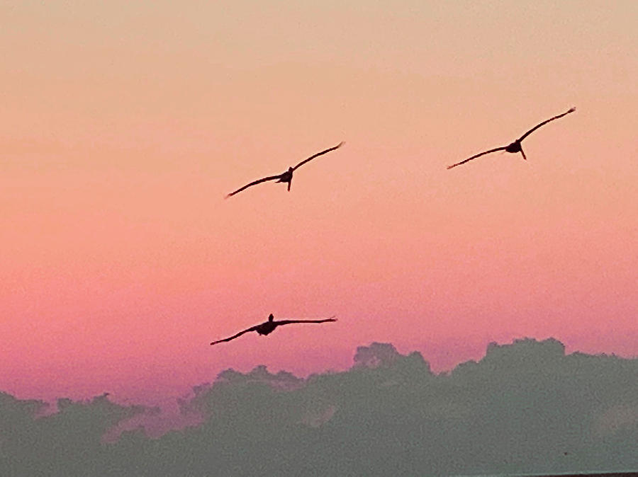 Birds in Flight Captiva Island Sunset Florida Photograph by Shelly Tschupp