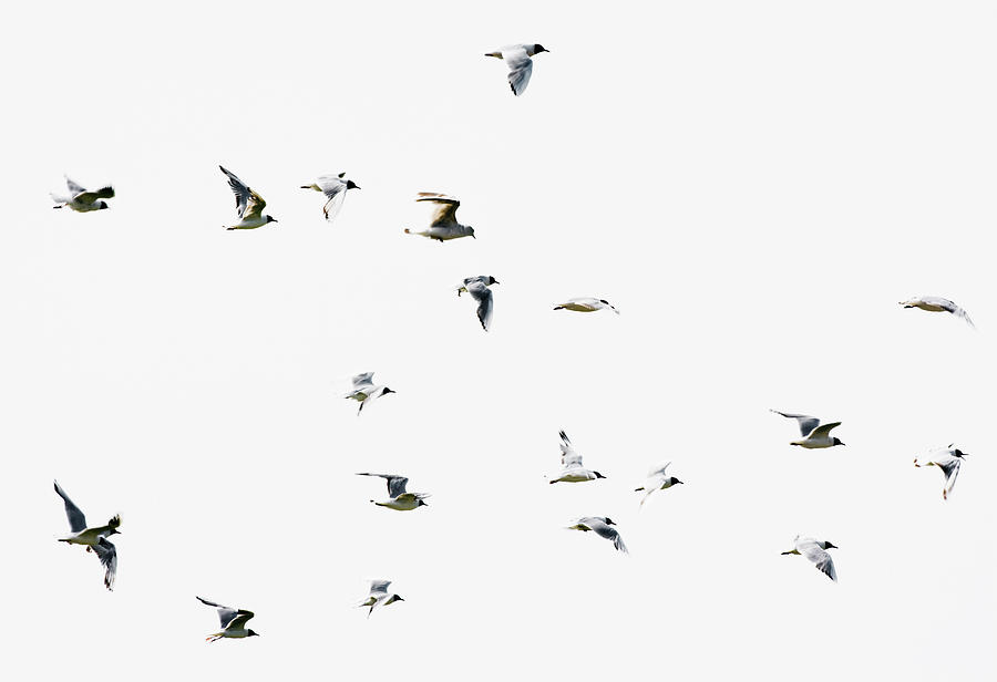 Birds In Flight Photograph by Magnusson, Roine