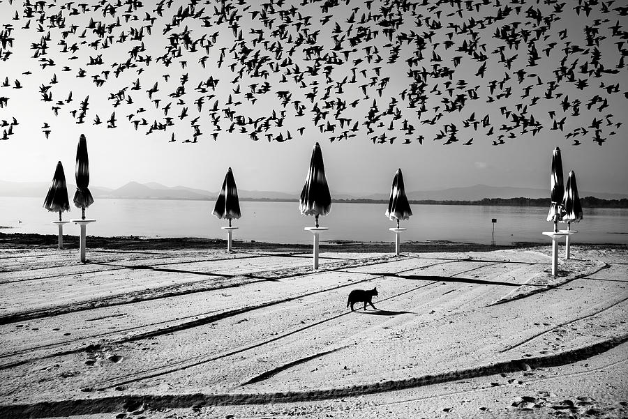 Birds In Flight Photograph by Nicodemo Quaglia