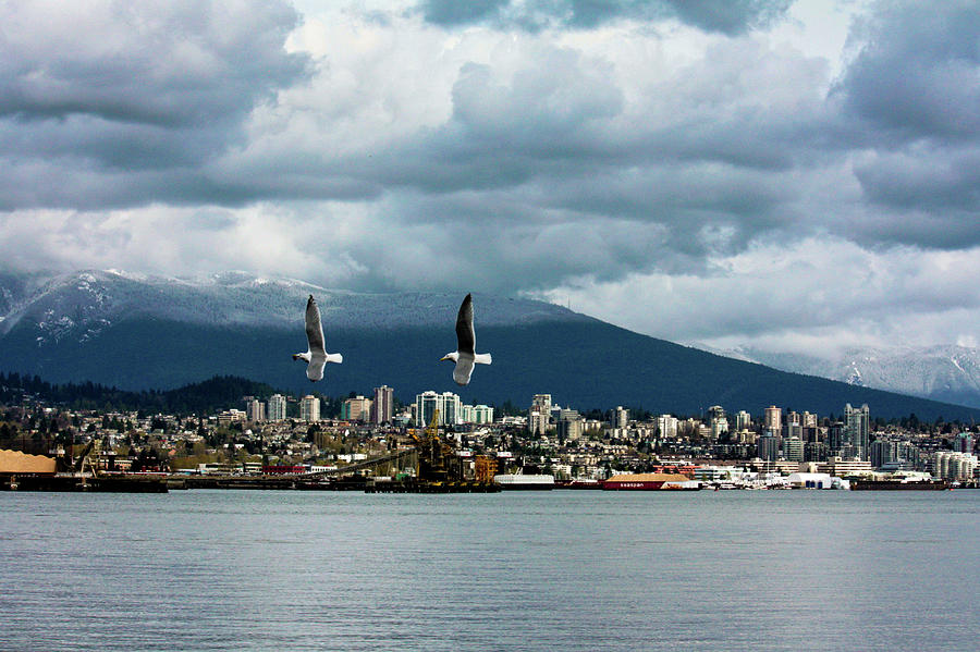 Birds In Flight Over Vancouver Skyline Photograph by Kartik Malik