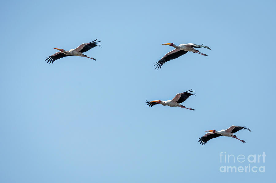 Birds In Flight Photograph by Timothy Hacker