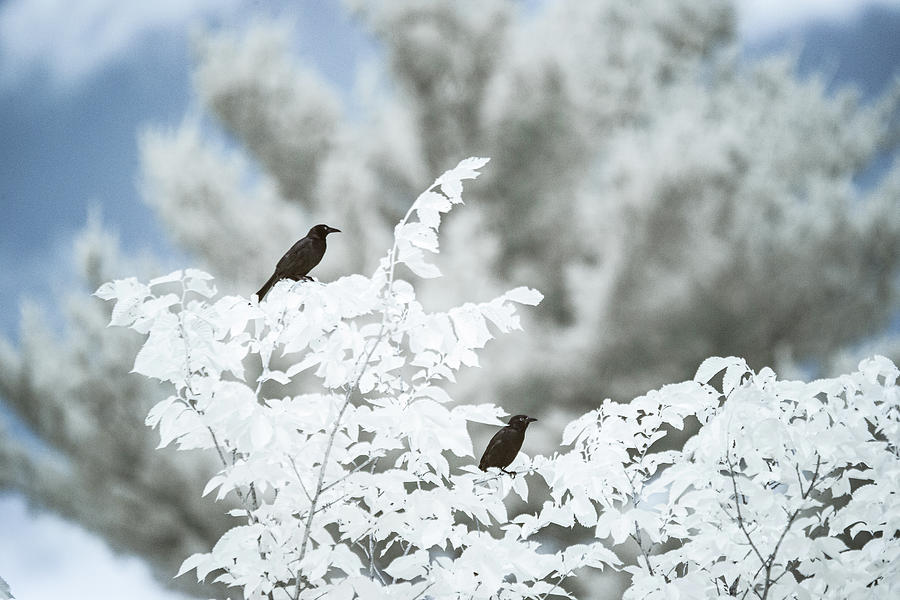 Birds in infrared Photograph by Brian Hale