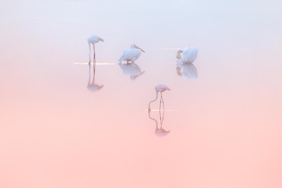 Bird Photograph - Birds In Sunrise Light ... by Natalia Rublina