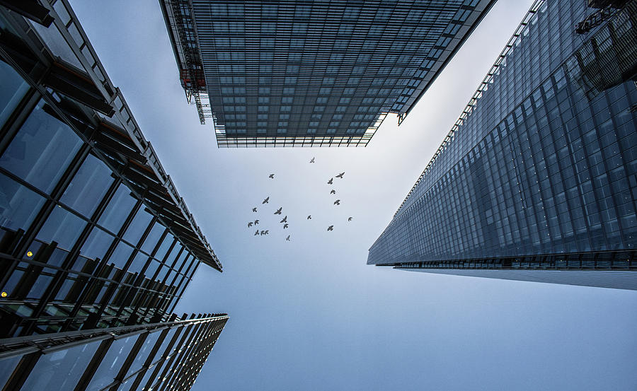Birds In The Sky Photograph