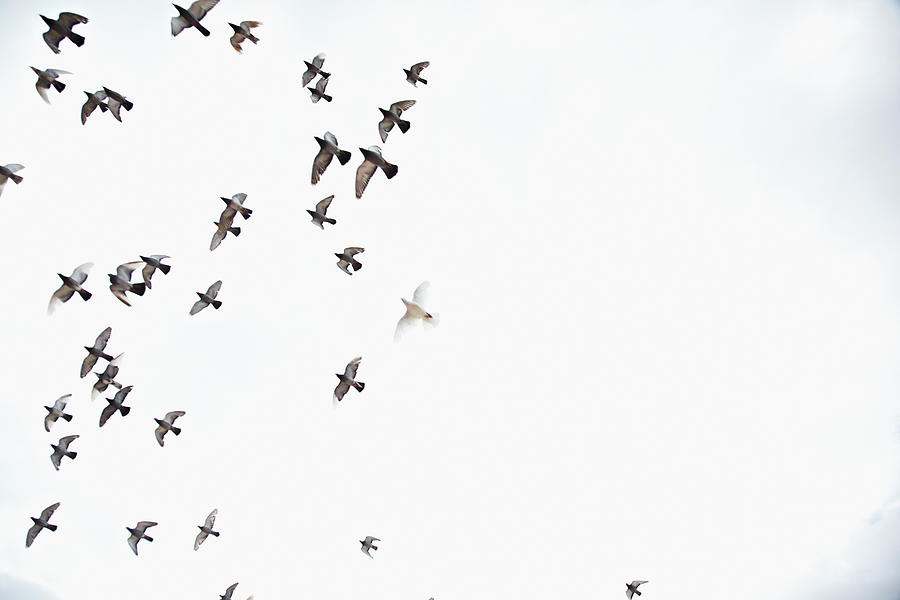 Birds In The Sky Photograph by Oliver Rossi