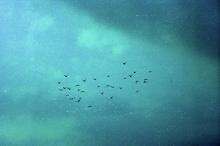 Birds In The Sky Photograph by Photography By Bert.design
