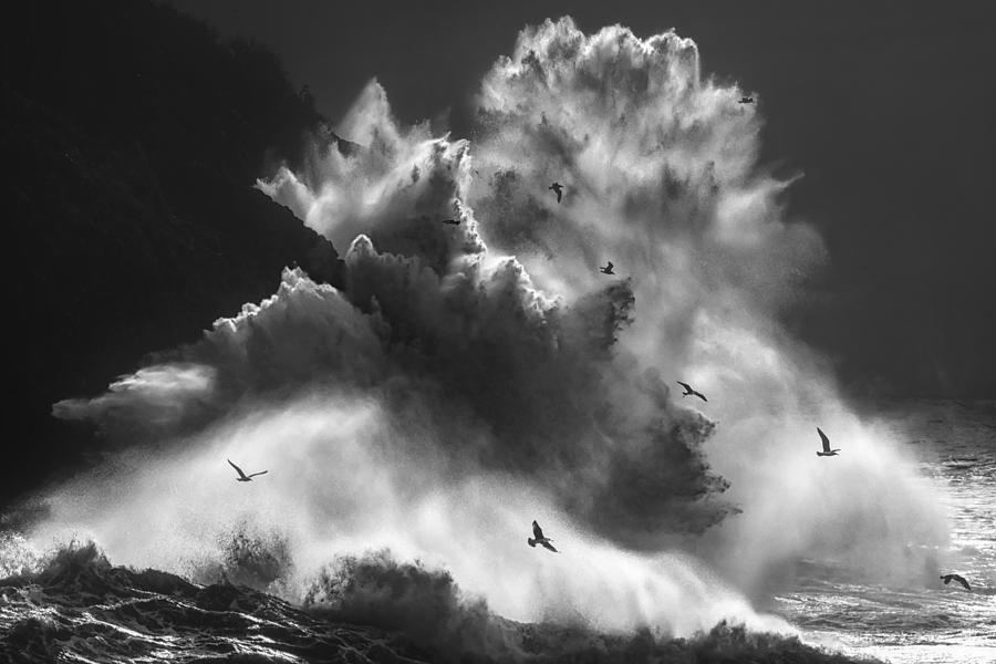 Nature Photograph - Birds In The Storm (part 8) by Paolo Lazzarotti