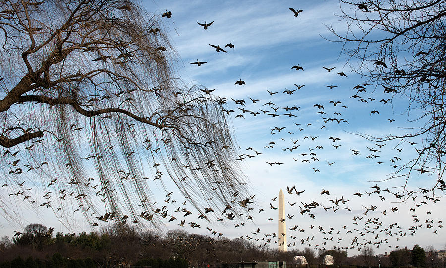 Birds In Washington Photograph by The Washington Post