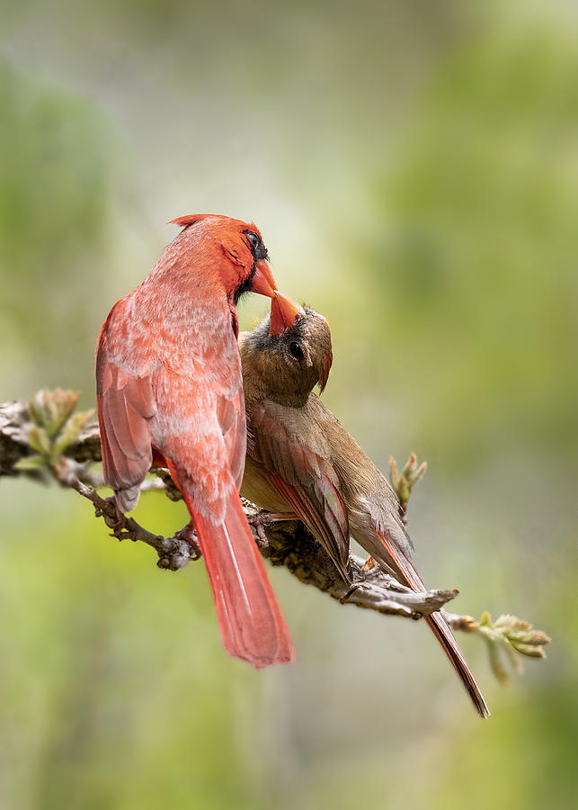 Bird Photograph - Birds Kissing by Leah Xu