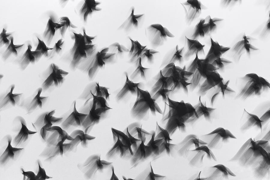 Birds Photograph by Marina Yushina