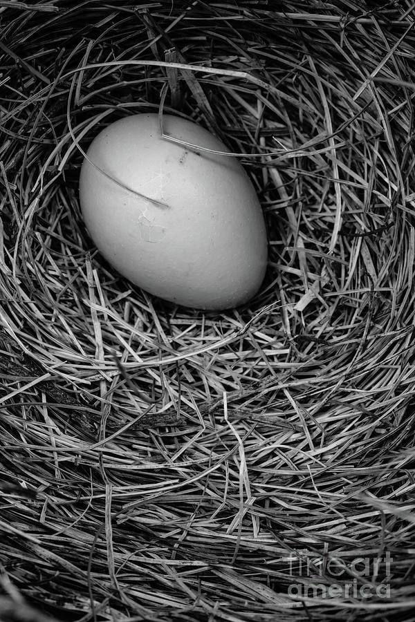Birds Nest Black and White Photograph by Edward Fielding