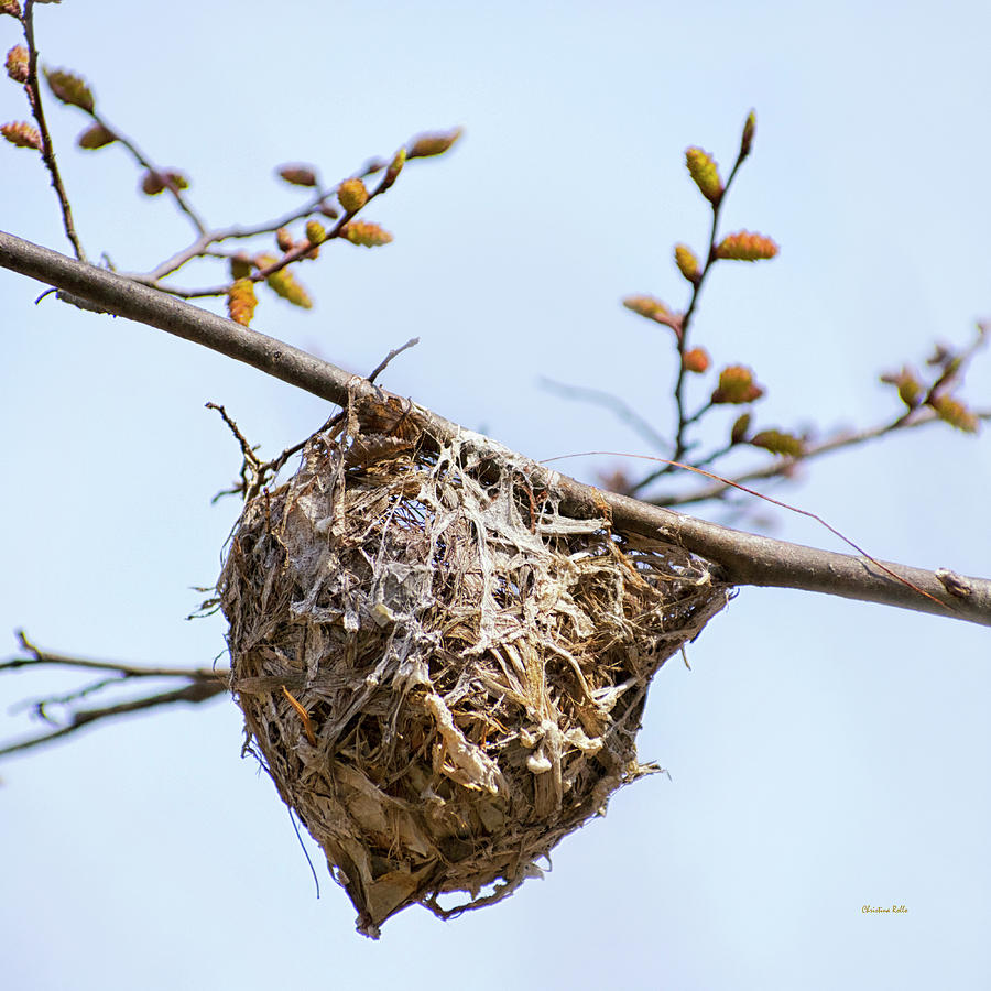 Birds Nest Photograph by Christina Rollo