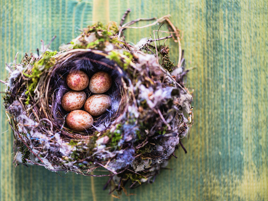 Birds Nest With Eggs Photograph by Deimagine