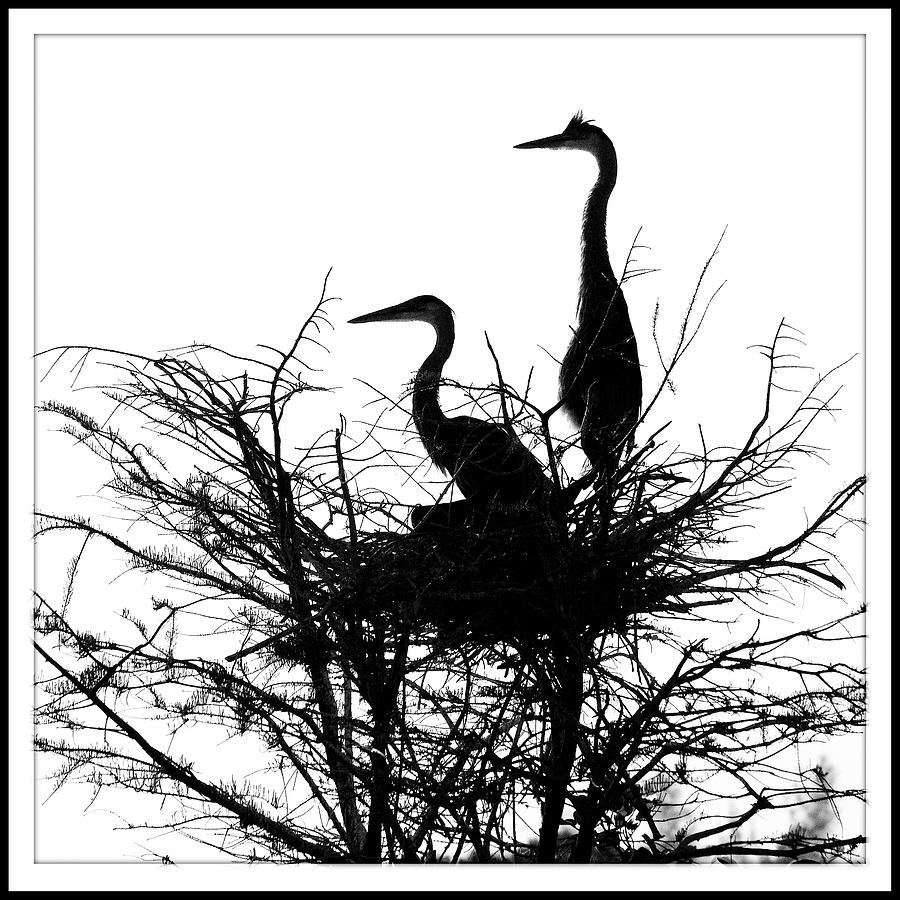 Birds Nesting Photograph by Harold Silverman - Animals Birds Nesting Photograph by Harold Silverman - Animals