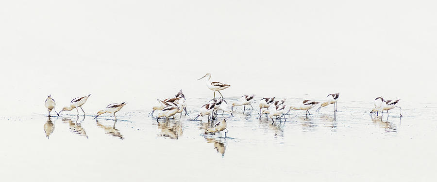 Birds of a Feather  Photograph by Cindy Lark Hartman