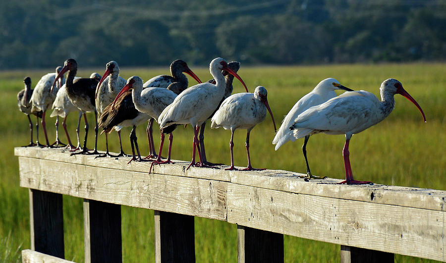 Birds of a Feather on Jekyll Island Photograph by Bruce Gourley