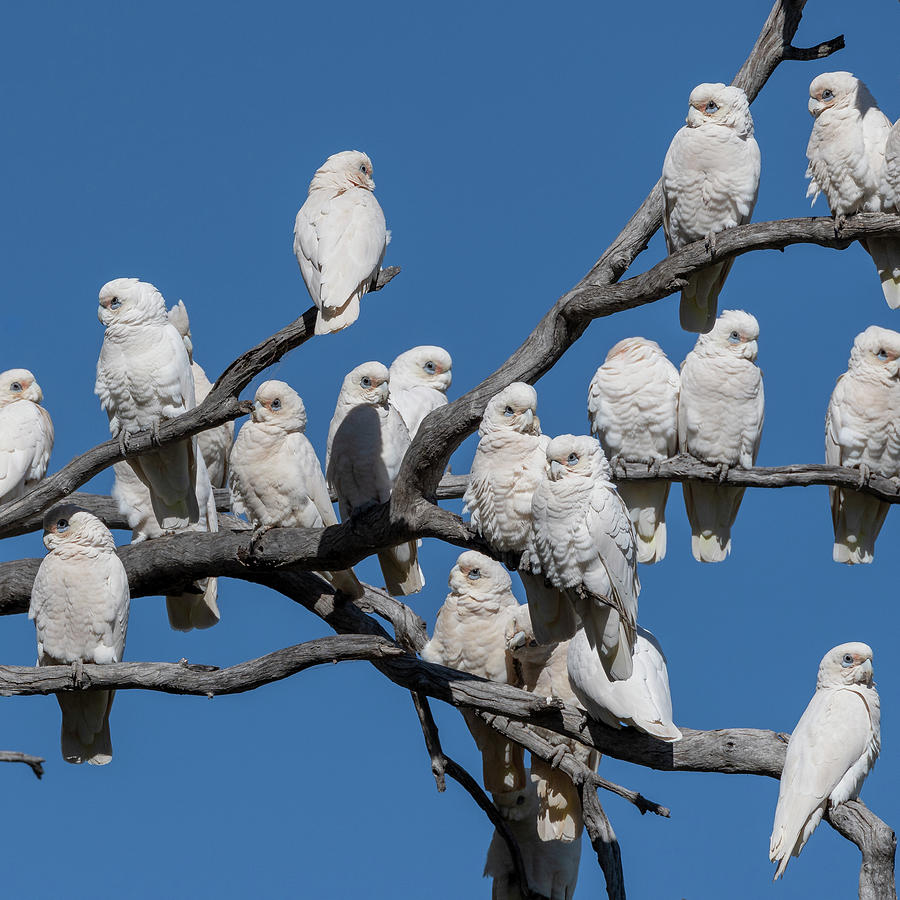 Birds of a Feather Stick Together Photograph by Jaime Dormer