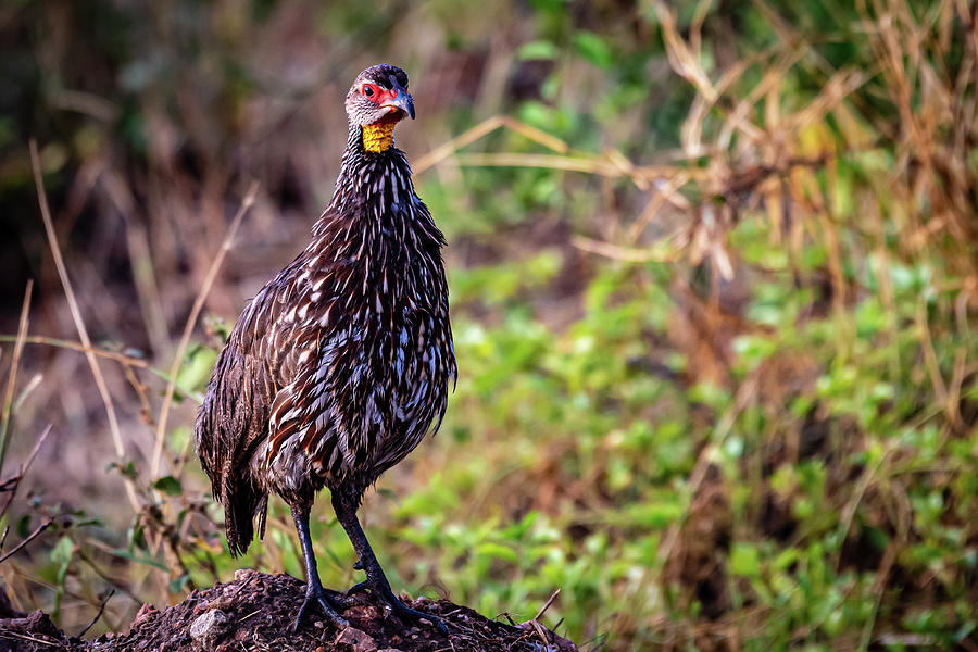 Birds of Africa - Yellow necked Spur Fowl Photograph by ...