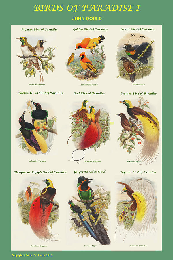 Birds of Paradise Composite I Vertical Classroom Poster Painting by John Gould