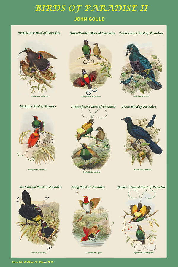 Birds of Paradise Composite II Vertical Classroom Poster Painting by John Gould