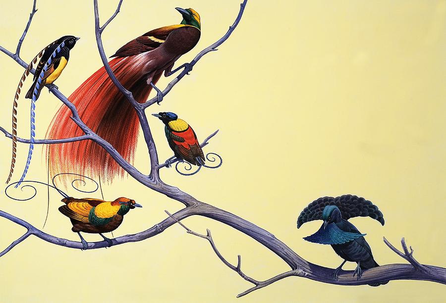 Birds Of Paradise Painting by English School