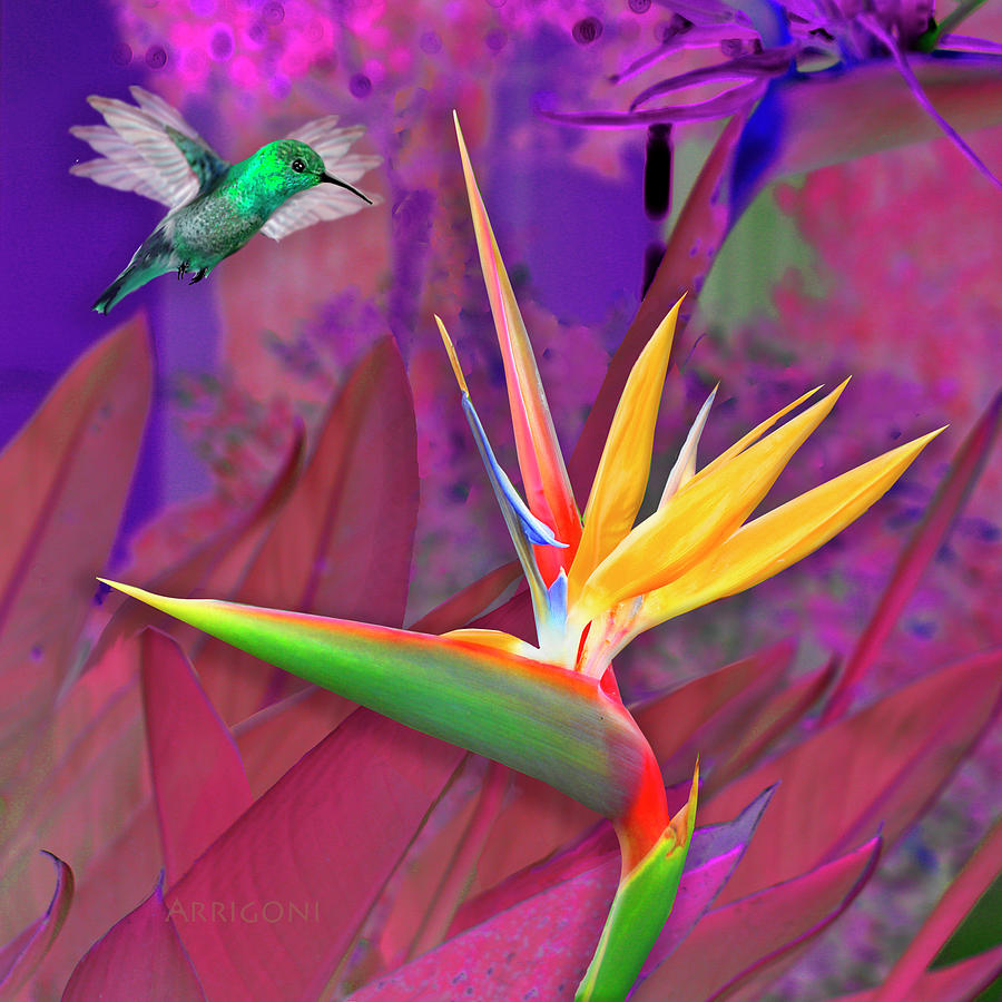 Birds of Paradise, Magenta Painting by David Arrigoni