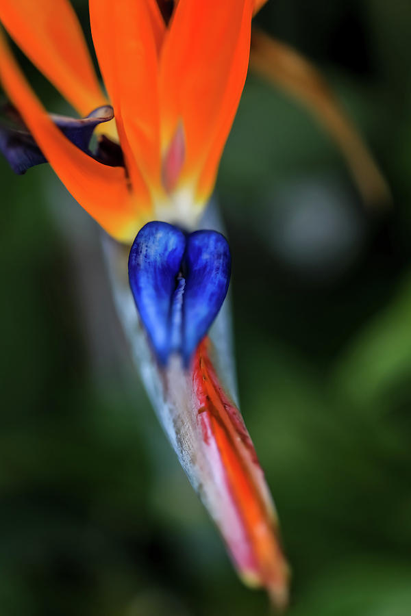 Birds Of Paradise Up Close by Uncle Arny Birds Of Paradise Up Close by Uncle Arny