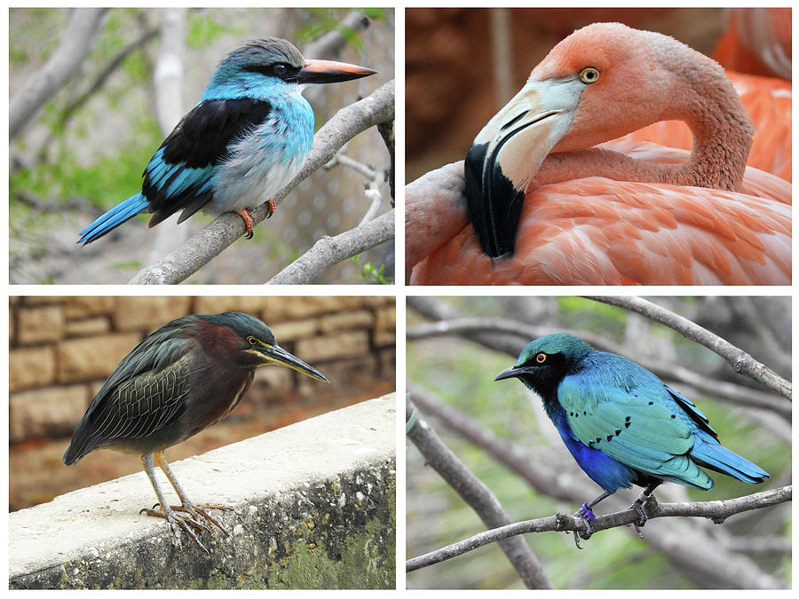Birds of the San Antonio Zoo by Krin Van Tatenhove Birds of the San Antonio Zoo by Krin Van Tatenhove