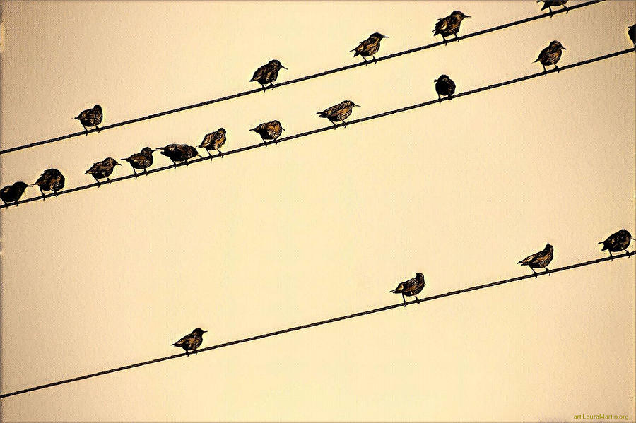 Birds on a Powerline 2 Photograph by Laura Martin - Fine Art America