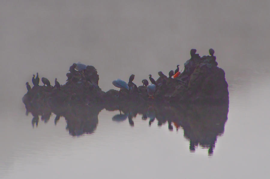 Birds on a Rock Reflecting on the Day - Nicasio Reservoir - Cali Photograph by Bill Cannon