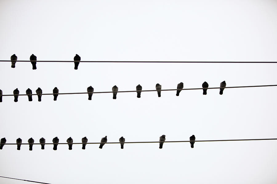 Αποτέλεσμα εικόνας για birds on a wire