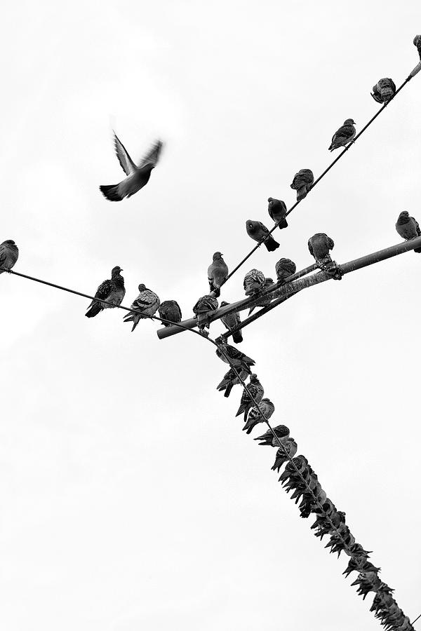 Birds On A Wire Photograph by James Neihouse ASC - Fine Art America