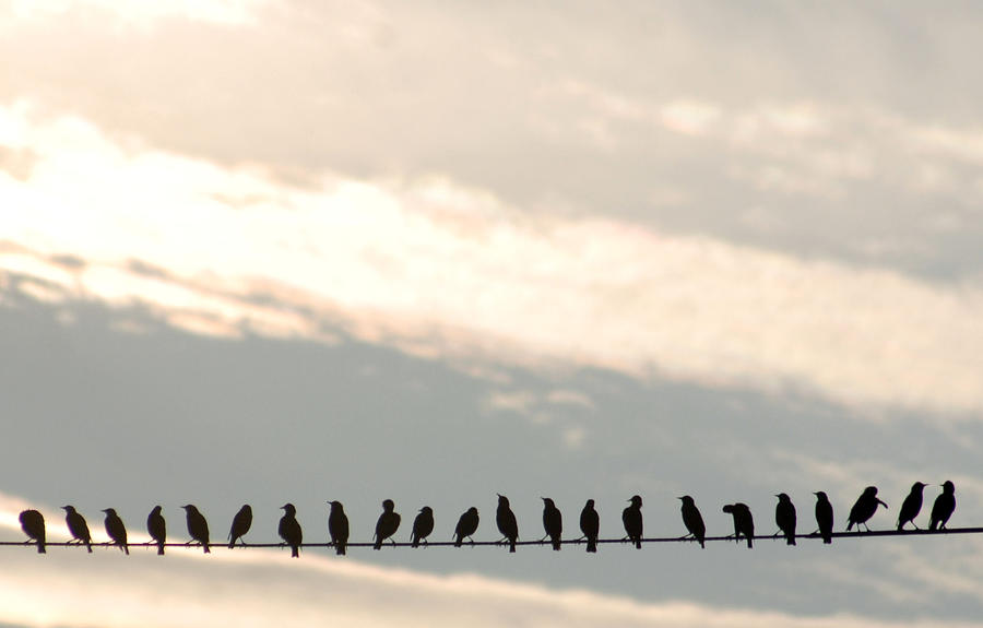 Birds On A Wire Photograph by Jessica Kiser