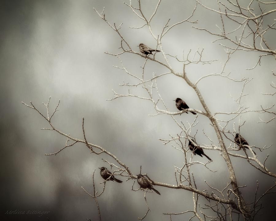 Birds On Branches Photograph by Melissa Bittinger
