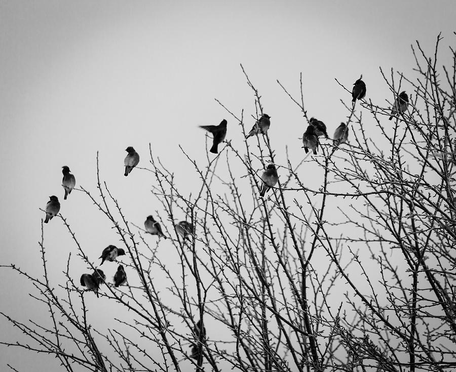 Cedar Waxwings Digital Art - Birds on Branches by Susan Stone