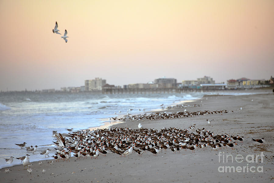 Birds On Cape Canaveral Beach Photograph