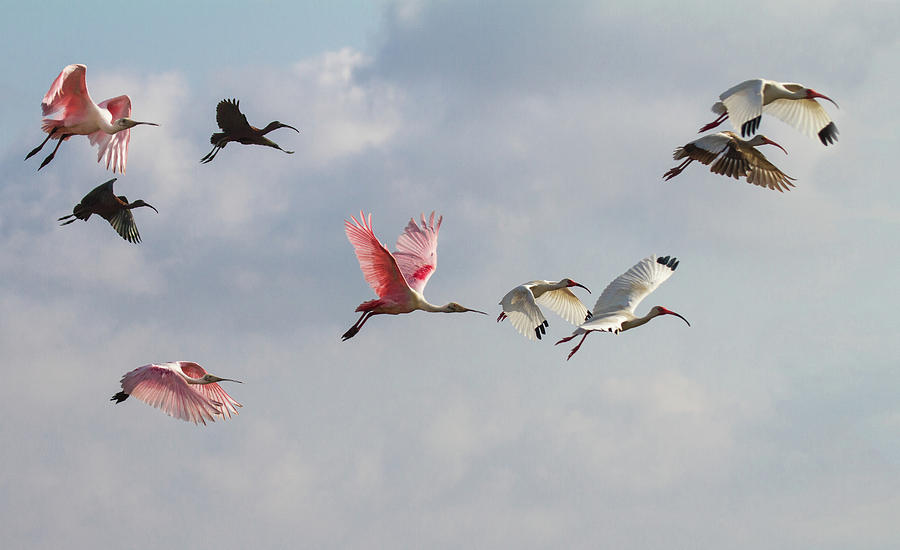 Birds On Flight Photograph by Bill Swindaman Birds On Flight Photograph by Bill Swindaman