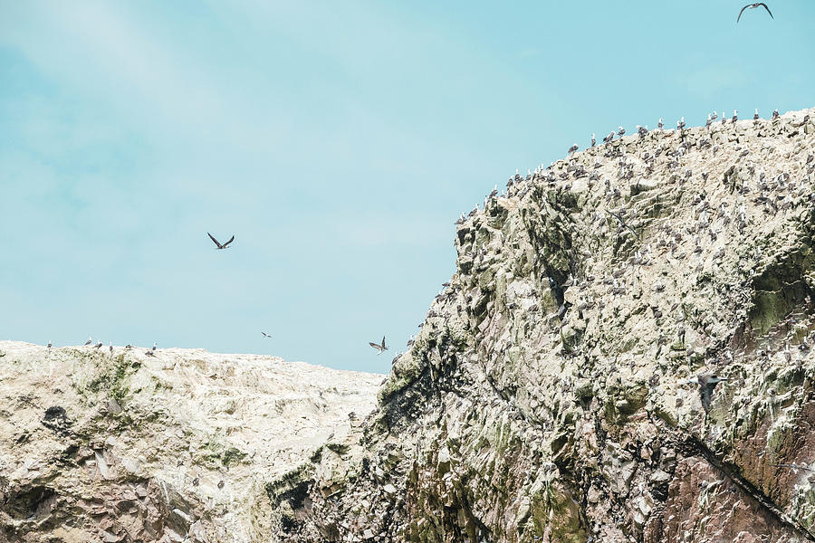 Bird Photograph - Birds On Guano Covered Rocks, Islas Ballestas, Paracas,peru by Cavan Images